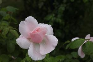 雨上がりのバラ&#127801;園 - 