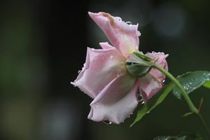 雨上がりのバラ&#127801;園 - 
