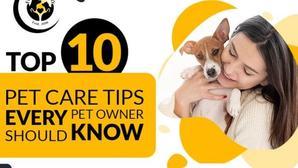 Top 10 Dog Care Tips - 