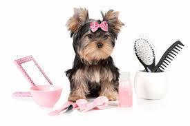 Ultimate Guide to Dog Grooming Consideration - 