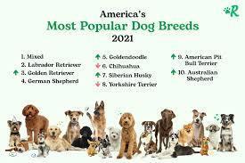 Popular Dog Breeds to Consider - 