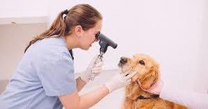 Ensuring Your Dog's Health - 