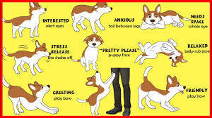 Understanding Dog Behavior - 