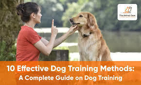 Effective Dog Training Techniques - 