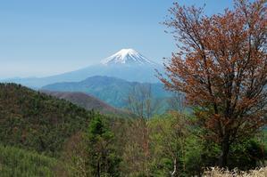 牛奥ノ雁ヶ腹摺山から望む富士山 - 