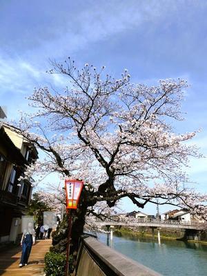 金沢の桜を謳歌2024（9）ー 浅野川の桜＆ひがし茶屋でお買い物 - Pockieのホテル宿フェチお気楽日記III