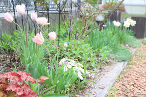 植えっぱなしのチューリップ - my small garden~sugar plum~