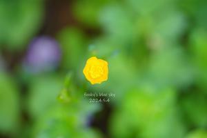 黄色い花* - FUNKY'S BLUE SKY