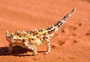Unveiling the Enigmatic Desert Dweller: The Desert Monitor Lizard - 
