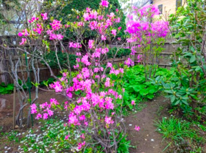 ９６１、 庭の赤いヤシオツツジたち：春の庭の花 2024 (3) - 