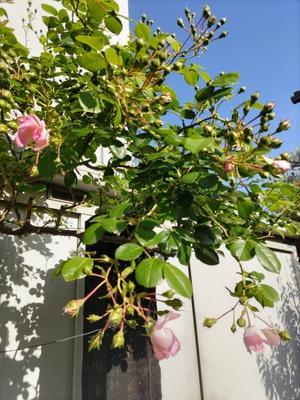 かわいいピンク系の花束 と　庭のバラ - 