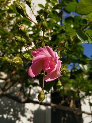 かわいいピンク系の花束 と　庭のバラ - 