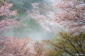 吉野の桜　2 - 