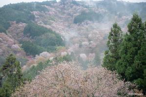 吉野の桜　2 - 