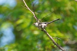 新緑の多摩川で（エナガ） - 四季の野鳥撮影ノート