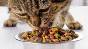 Can cats eat dry food without teeth - 