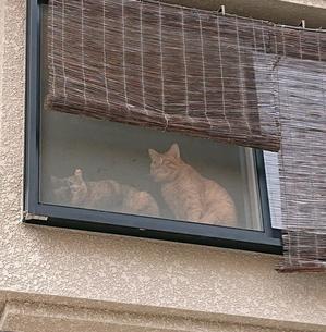 ご近所猫さん - 