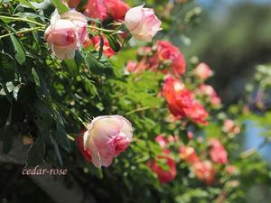 強風の薔薇園 - 瞳の記憶２
