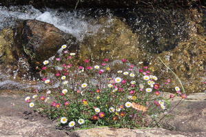住吉川の花たち - 
