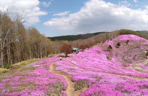 自然栽培　ブログの再開　芝桜公園　自宅の庭　 - 