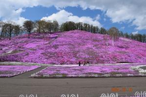 自然栽培　ブログの再開　芝桜公園　自宅の庭　 - 