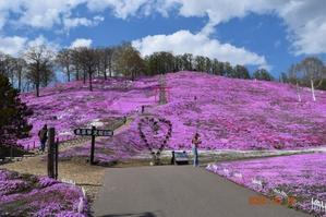 自然栽培　ブログの再開　芝桜公園　自宅の庭　 - 自然栽培　釧路日記