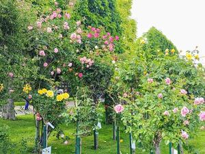 フォルクスガルテンのバラ園＆カフェ・ティロラーホフ（ウィーン）Rose garden a Volks Garten ＆ Cafe Tirolerhof (Wien) - 