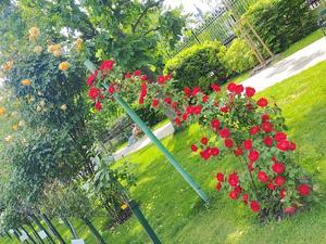 フォルクスガルテンのバラ園＆カフェ・ティロラーホフ（ウィーン）Rose garden a Volks Garten ＆ Cafe Tirolerhof (Wien) - 