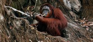 China Engages in Panda Diplomacy, Malaysia Offers Orangutan Exchange for Palm Oil - 
