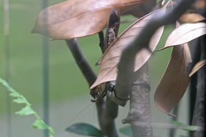 多摩動物公園：昆虫園本館～メダマカレハカマキリといろいろなゴキブリ展（November 2021） - 