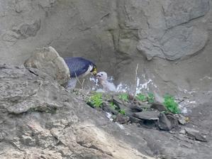 崖崩れで心配されたハヤブサは！元気に営巣中！！ - シエロの野鳥観察記録