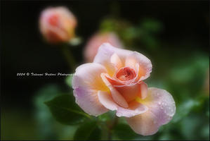 今年の薔薇 2 - Photo.Color
