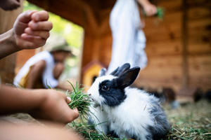 What are the seasonal activities to enjoy an agritourism visit, from harvest to cheese tastings? - 