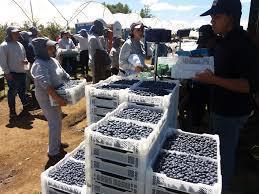 Fruit Farm worker Jobs in Canada 2024  - 
