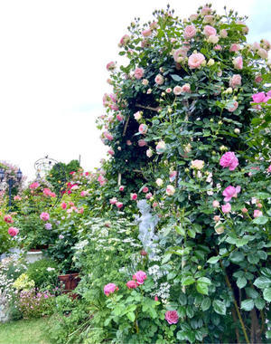 新しく咲き出したバラ♡と、ド根性ギリアトリコロール（笑） - 薪割りマコのバラの庭