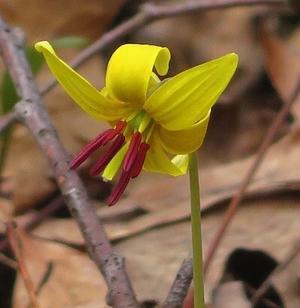  黄色のカタクリは春の花 トラウトリリ− - 