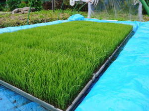 米作りの挑戦(2024年)　自給自足のための米作り！今期もコシヒカリを栽培！苗床で元気に成長中です！ - 