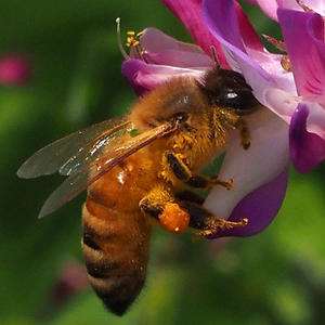 京都 甘南備山の山麓01　チョウとハチ - 自然の写真帖