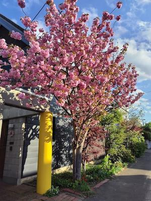 2024年5月10日　うちの八重桜 - 犬と花、ときどき建築