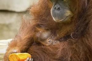 Malaysia Launches Orangutan Diplomacy: A Novel Approach to Conservation - 