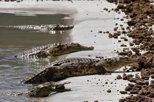 Woman Throws Mute Child into Crocodile-Infested River Amidst Argument with Husband - 