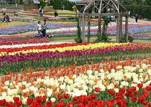 紫竹ガーデンで春の花々見頃 - 本別ブログ（ふるさと・東京本別会）　
