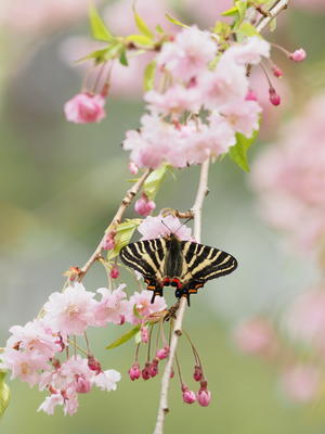 サクラ訪花のギフチョウ、ヒメギフチョウ - 自然を楽しむ（2022～）