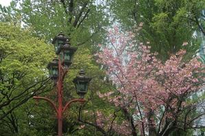 札幌の風景　　道庁赤レンガ庁舎（改修中）の桜 - 
