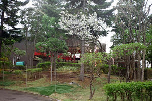 サクランボが誕生した北海道七重村とその原種 - 