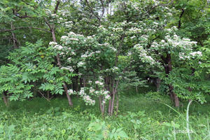 白い木の花がさく季節。 - 