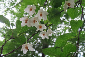 白い木の花がさく季節。 - 