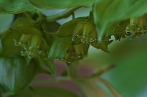 緑瓔珞（ミドリヨウラク）の花 - 