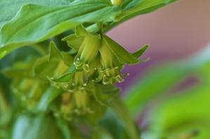 緑瓔珞（ミドリヨウラク）の花 - 