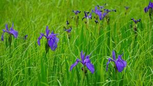 立夏の頃～野に咲く紫色の花～ - 